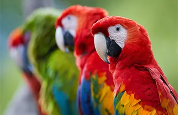 Parrots