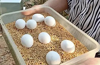 Fertile Eggs