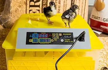 Incubators