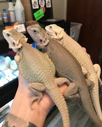 Bearded Dragons Zero Morph