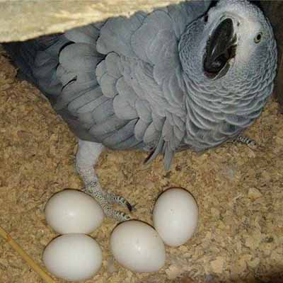 African Grey Fertile Eggs