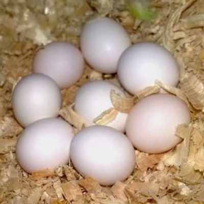 Amazon Fertile Egg