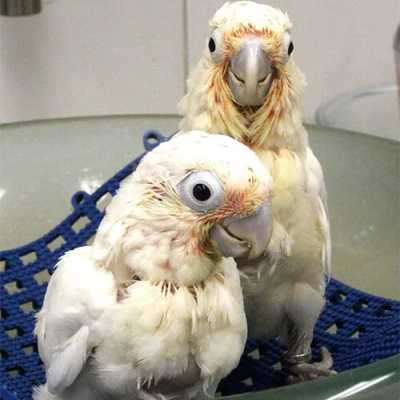 Baby Citron Crested Cockatoo