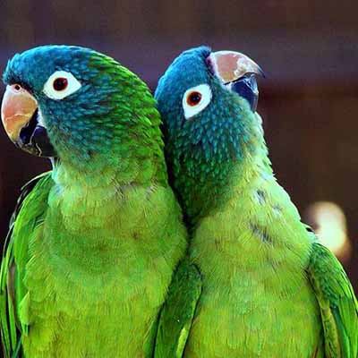 Blue Crown Conure
