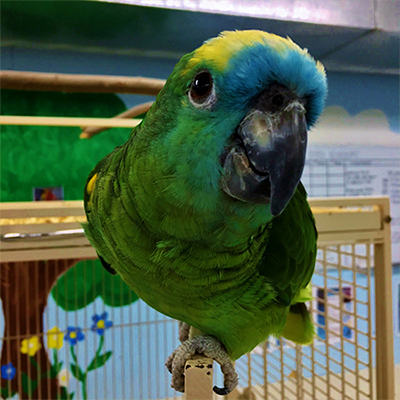 Blue Fronted Amazon