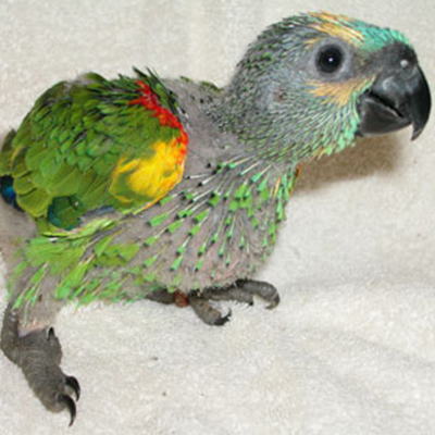 Blue Fronted Amazon Baby