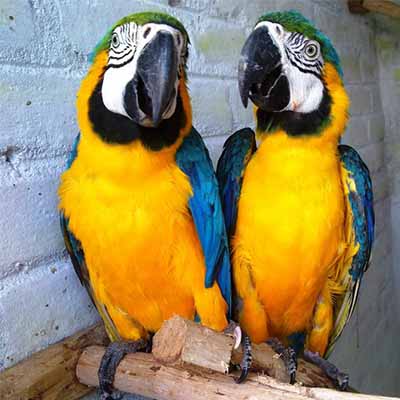Adult Blue And Gold Macaw For Sale