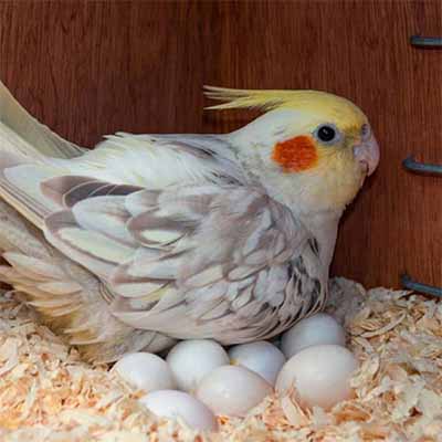 Cockatoo Fertile Eggs