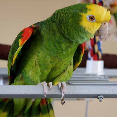 Double Yellow â€“ Headed Amazon