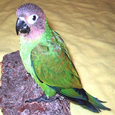 Dusky Headed Conure For Sale