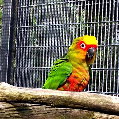 Golden Capped Conure