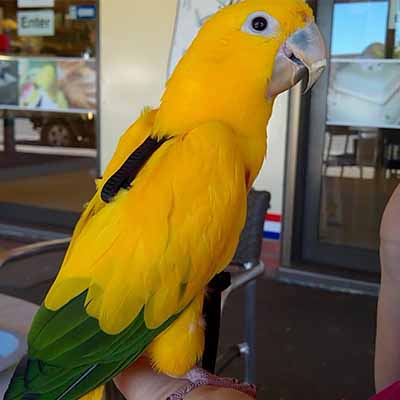 Golden Conures For Sale