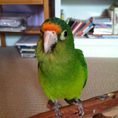 Half Moon Conure For Sale