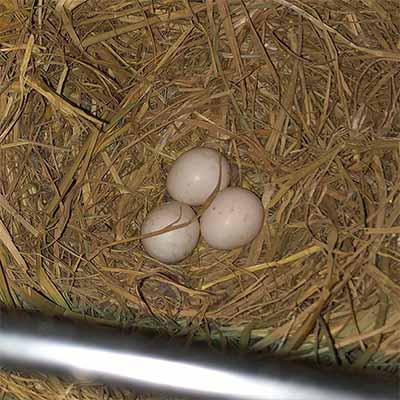 Hyacinth Fertile Eggs