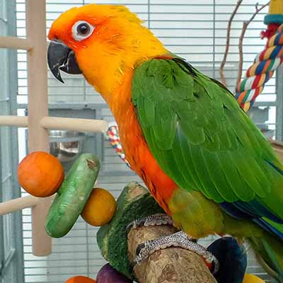 Jenday Conure For Sale