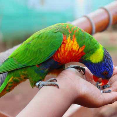 Lorikeets For Sale