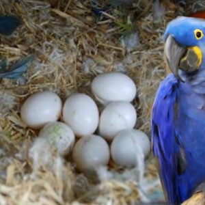 Macaw Fertile Eggs