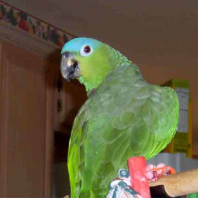 Mealy Amazon