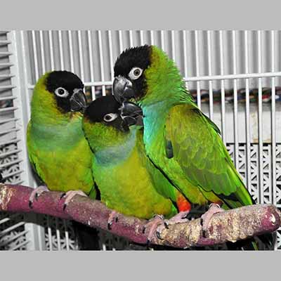 Nanday Conure For Sale