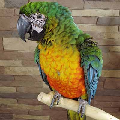 Paleo Hybrid Macaws