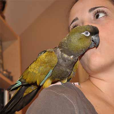 Patagonian Conure