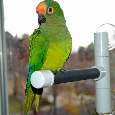 Peach Fronted Conure