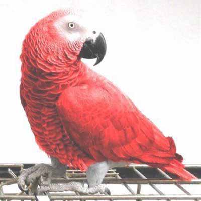 Red Congo African Grey
