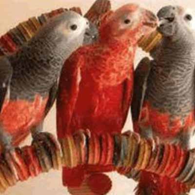 Red Factor African Dark Parrot