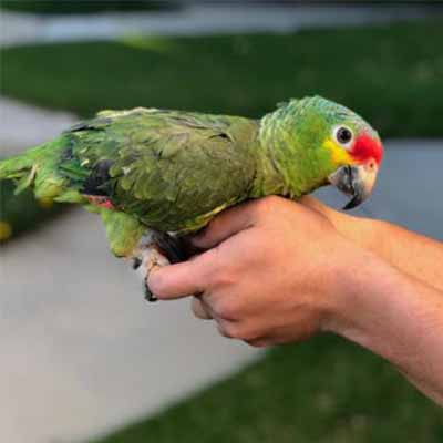 Red Lored Amazon