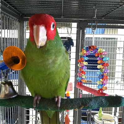 Red Masked Conure
