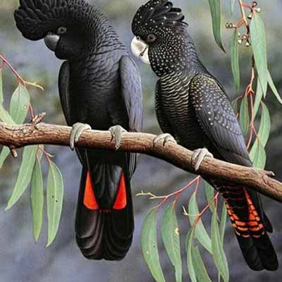 Red Tail Black Cockatoo For Sale
