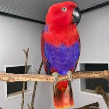 Red Sided Eclectus