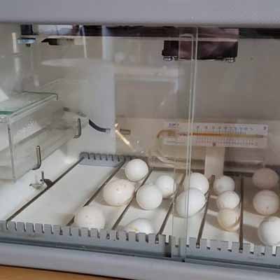 Toucan Fertile Eggs