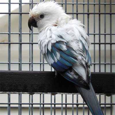 White Conures For Sale