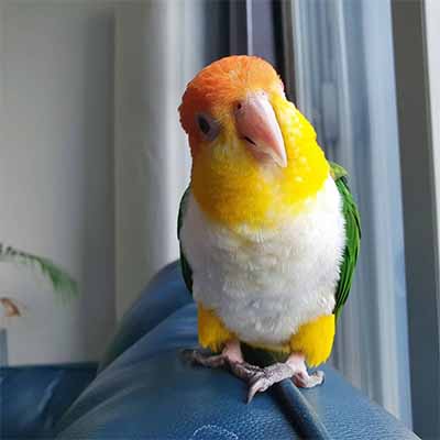 White Bellied Caique
