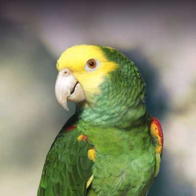 Yellow Crowned Amazon