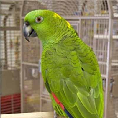 Yellow Naped Amazon