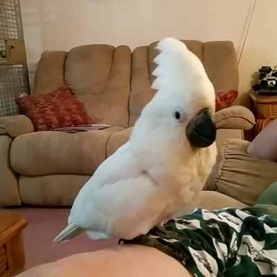 Baby Umbrella Cockatoo