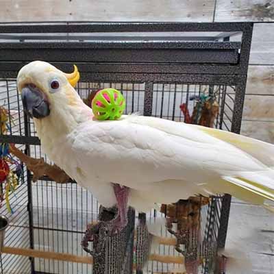 Citron Crested Cockatoo For Sale