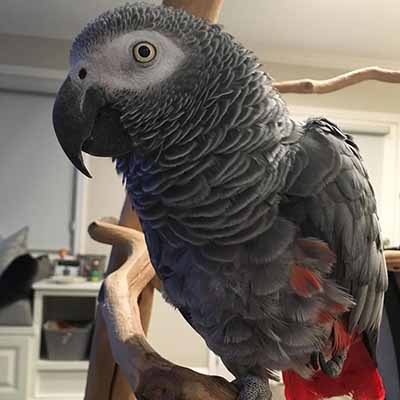 Adult African Grey Parrot